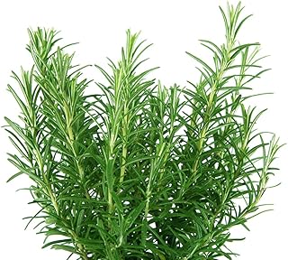 Rosemary Herb Seeds for Planting (50 Seeds) - Rosmarinus officinalis