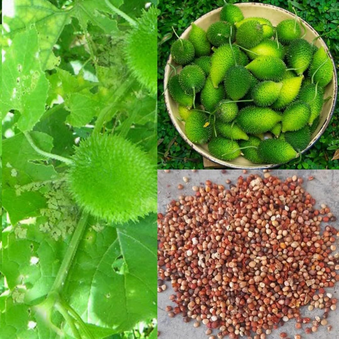 Spine Gourd (Kantola) Seeds  100% Germination Seeds For Planting (20 Per  Pack) : Amazon.in: Garden & Outdoors