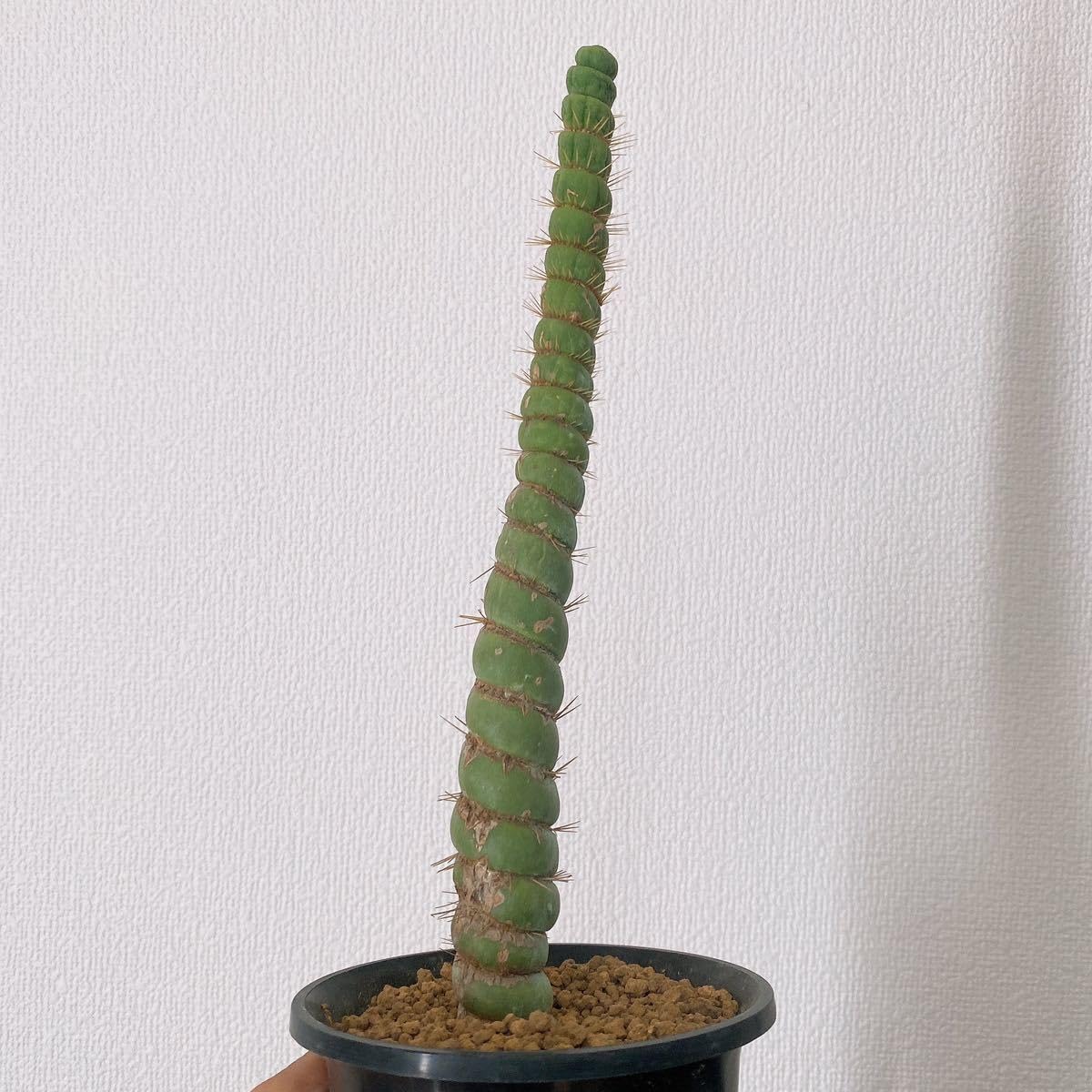 Amazon.co.jp: 高さ約 22cm！レア！多肉植物 サボテン