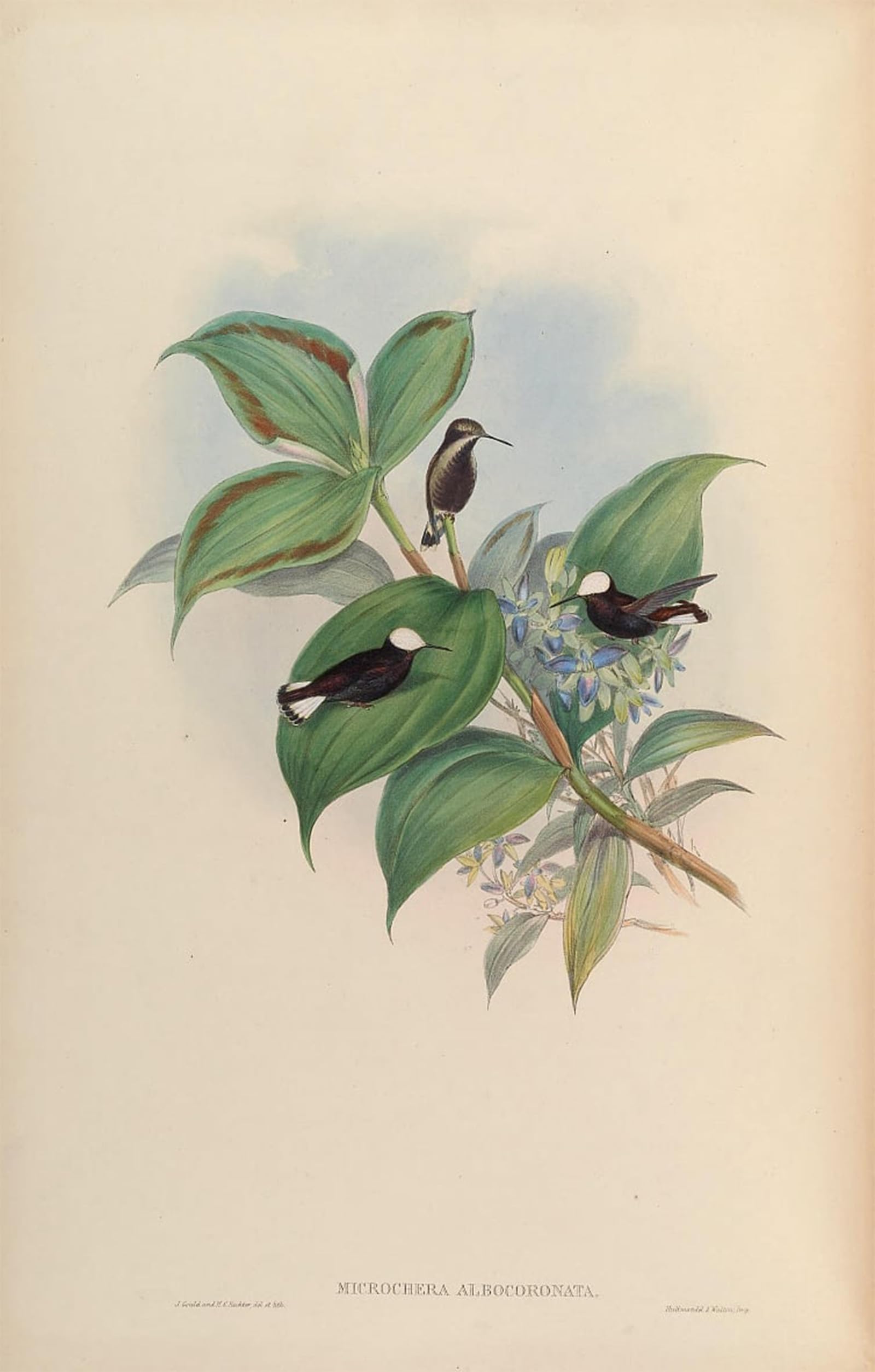 Impression d'art John Gould poster oiseau d'exception qualité musée 60x90cm - 5