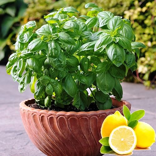 Semillas Albahaca Verde Limón