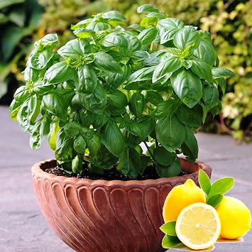 Seeds Lemon Basil Herb Non GMO Heirloom for Planting