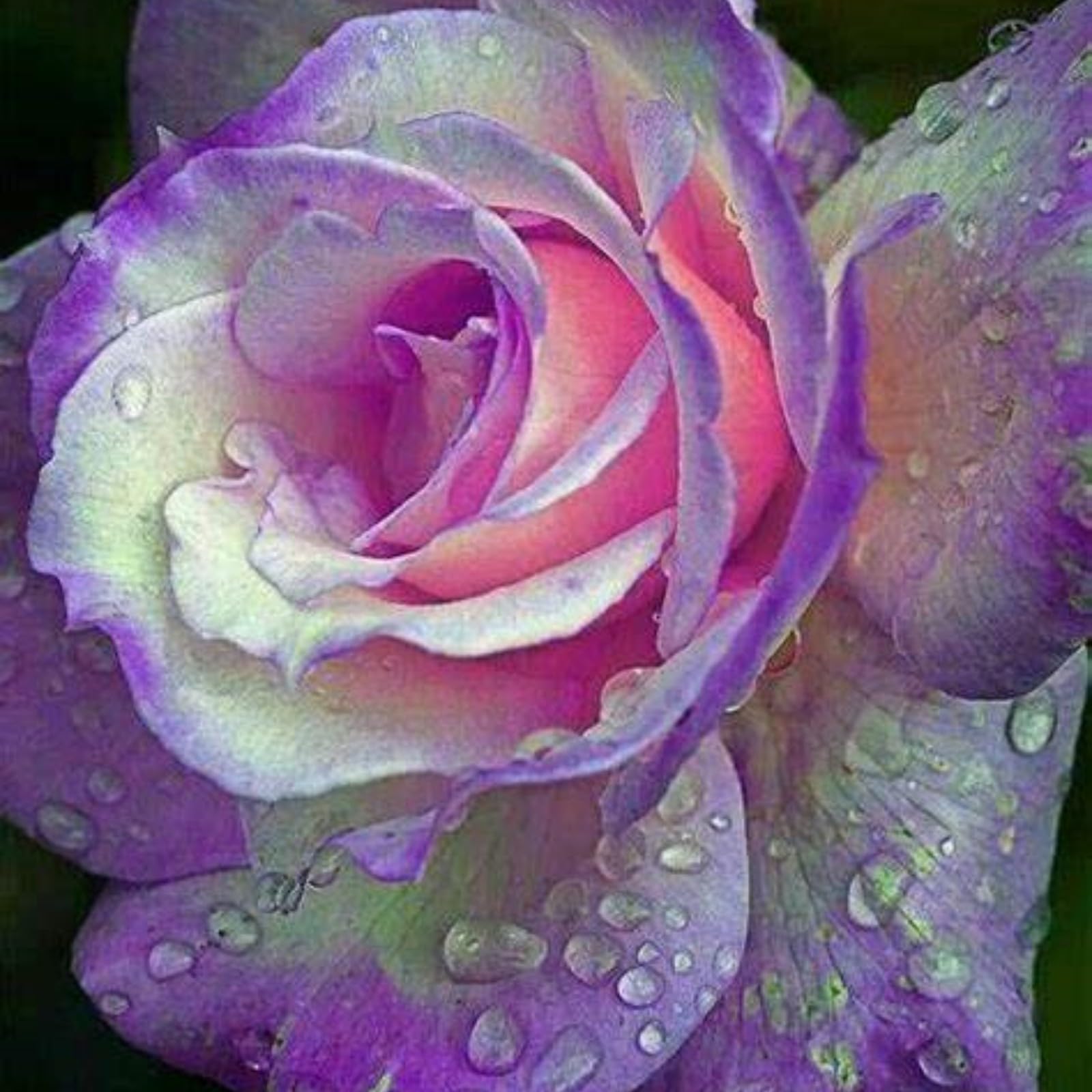 Gorgeous Rose Bulbs Mix UK,Good for Containers,Flowering Rhizome,Iridescent,Excellent Display,Perennial,Balcony Garden Bulbs,Hardy,Rose Rhizome-4bulbs-D โ image 1
