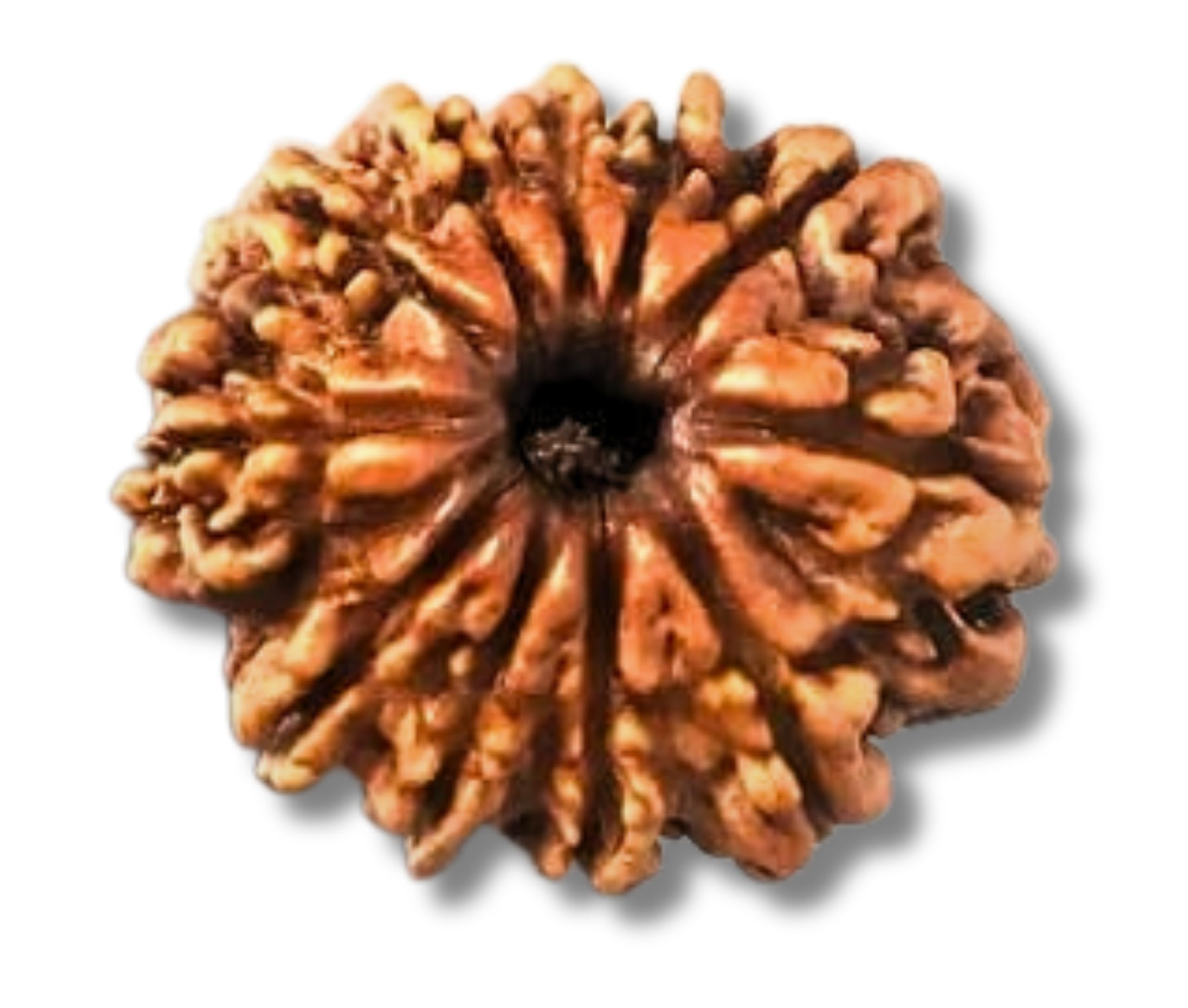 ASTRO CARE INDIA Natural 11 Mukhi Rudraksha Original Certified Gyarah Mukhi Rudraksha for Wearing.