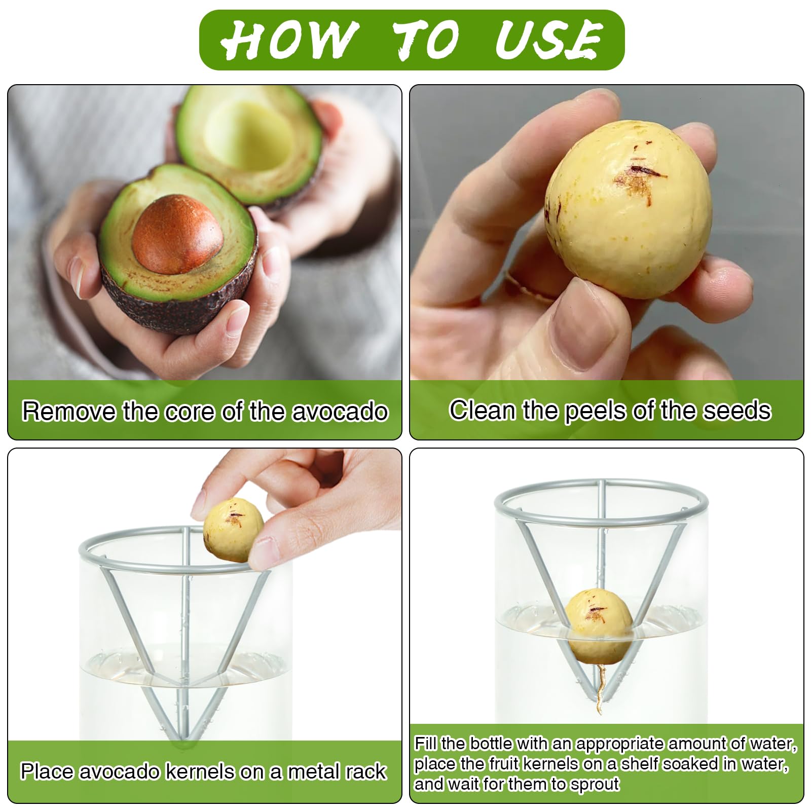 Amazon.co.jp: アボカドツリー栽培キット2個パック、アボカド