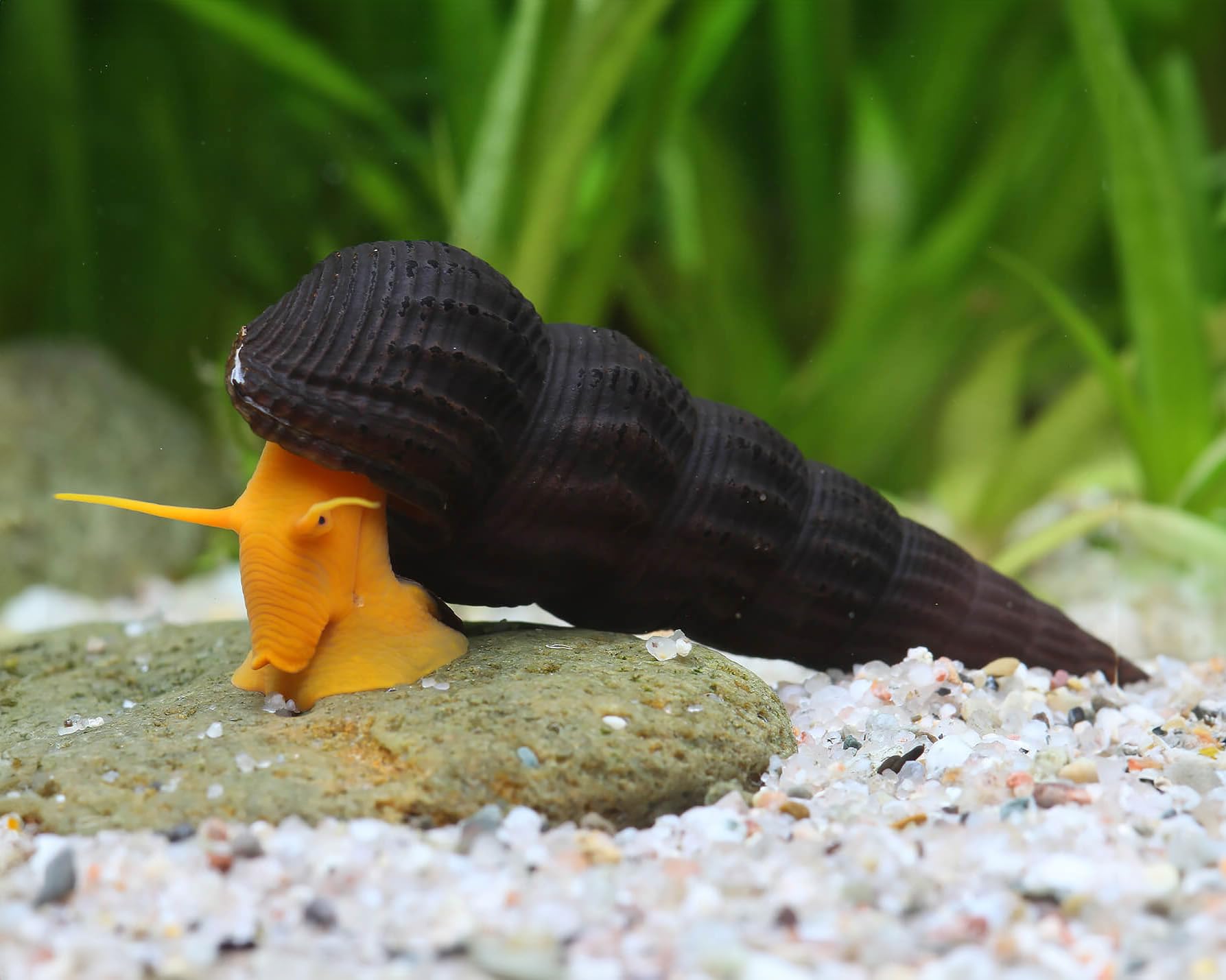 NatureHolic Orange Felsenschnecke Tylomelania sp. 3 Stück - Aquarium Schnecke lebend - auffällig gefärbte Algenfresser Schnecke - geeignet ab 45l Becken - Natürliche Aquarien Reinigung