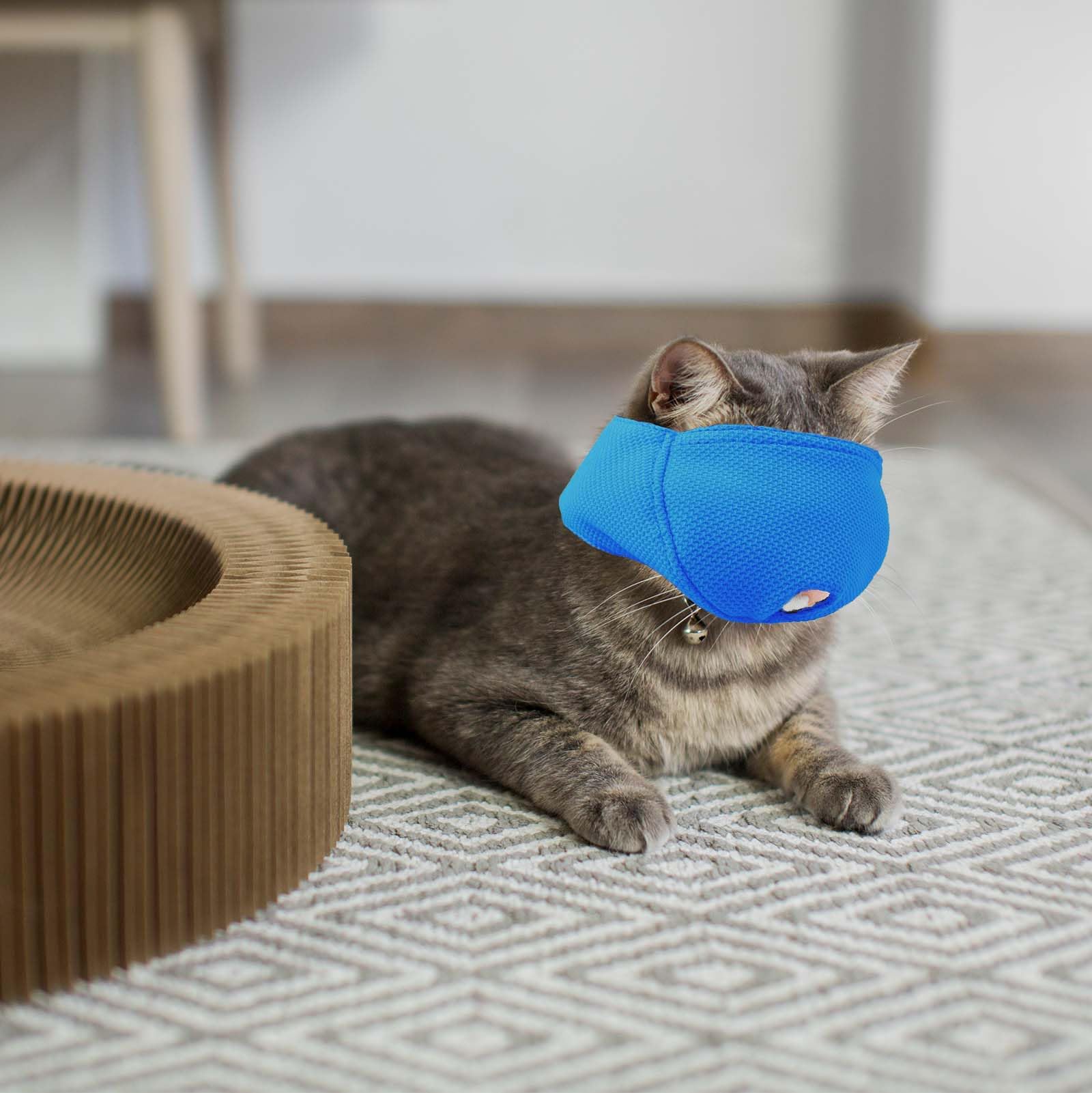 Ce Collier Connecté Traduit Les Miaulements De Votre Chat En Voix Humaine