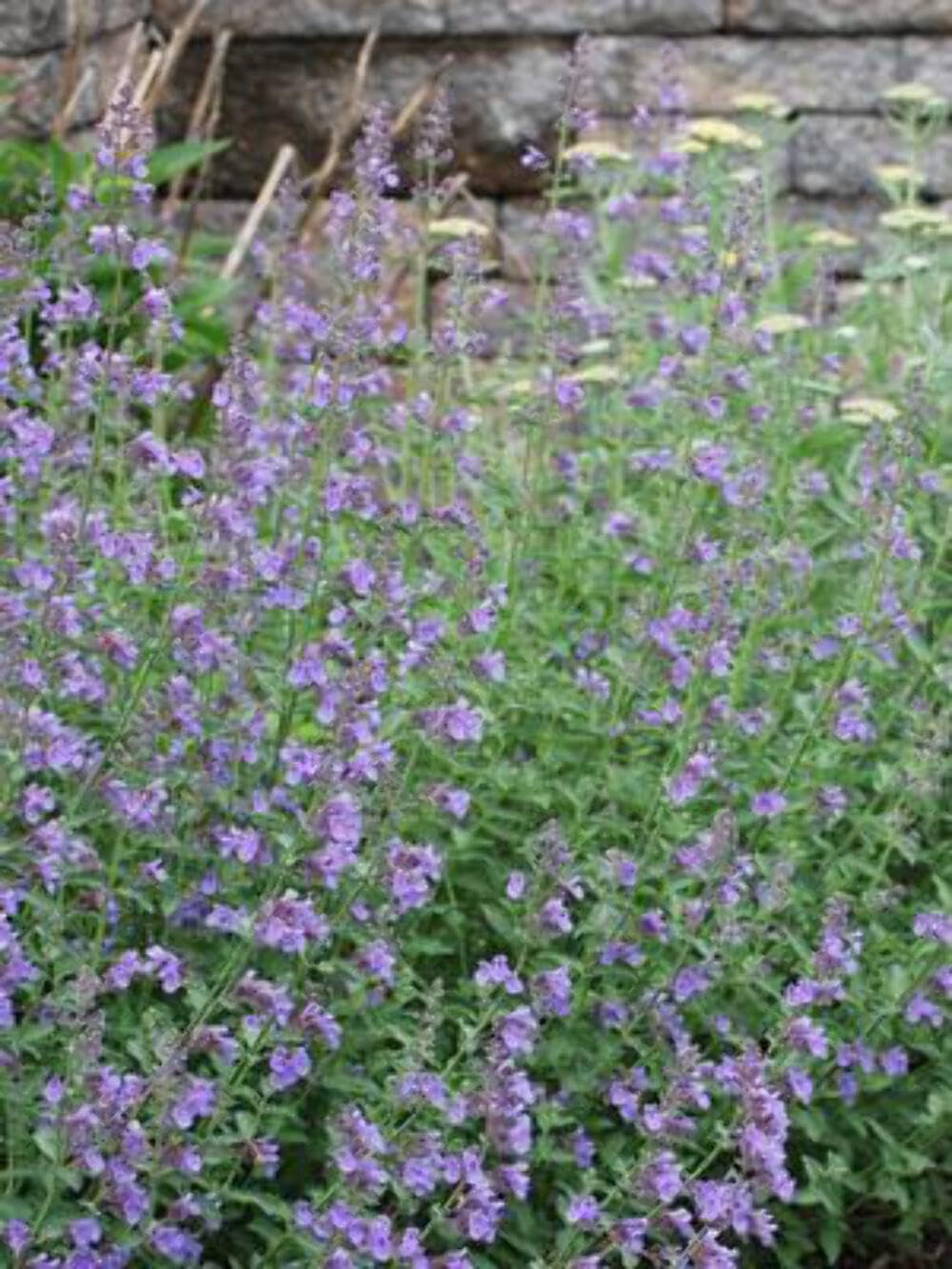 Perennial Farm Marketplace Nepeta f. 'Walker's Low' Catmint