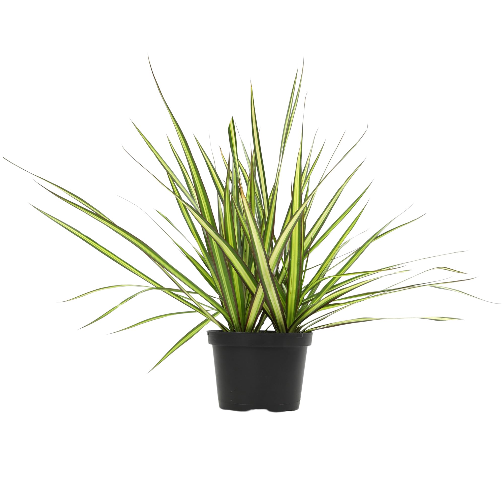 Dracaena Marginata Sunray by Plants for Pets