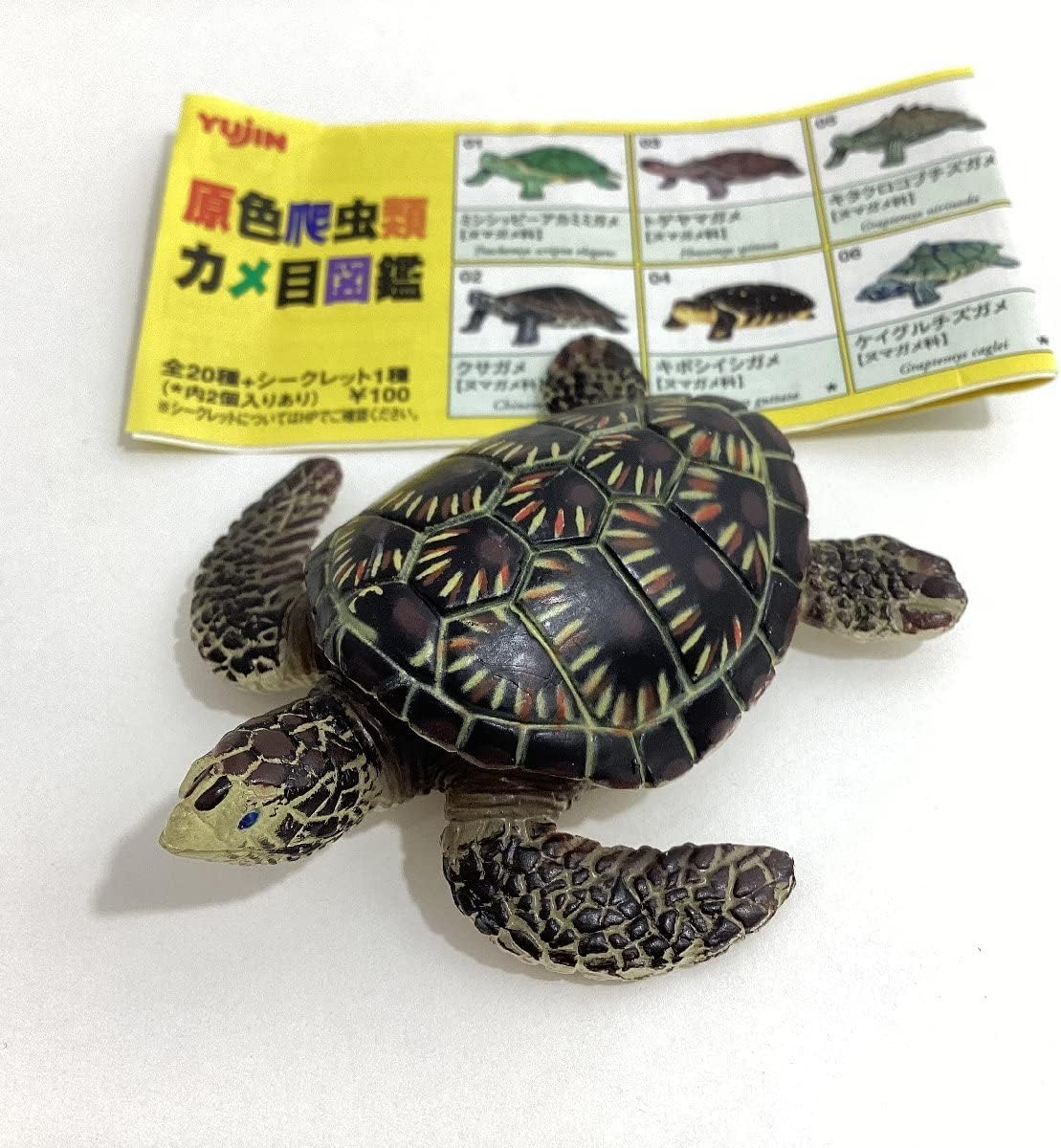 品 原色爬虫類 カメ目図鑑 22 種間雑種 アカ×タイマイ ユージン 亀