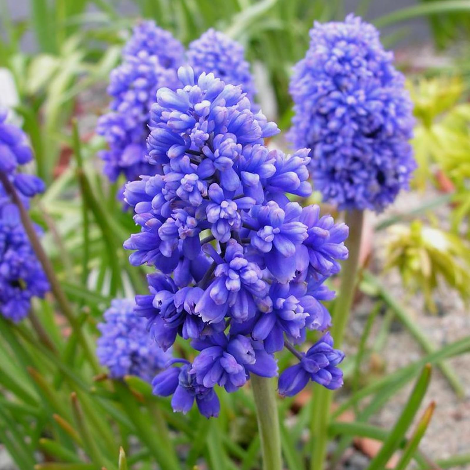 Carbeth Plants - 50 x Muscari Grape Hyacinth Blue Spike Spring Bulbs - Spring Flowering Perennials - UK Hardy Low Maintenance Pollinator Friendly - Grow in Beds, Borders and Patio Pots