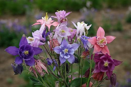 Miniatura 4 de Seeds Aquilegia Mix - Orgánica