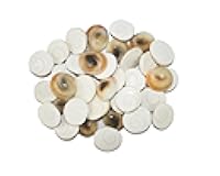 GRI9 100% Pure Natural Gomti River Stone Gomati Chakra for Peace and Prosperity, Peace and Prosperity and Energized (Polish 21 Gomti Chakra)