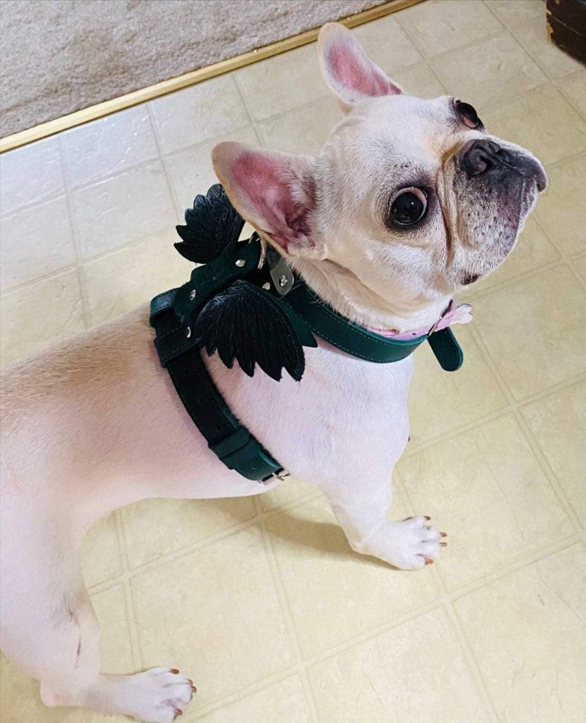 Pohvalin Leather dog harness with tag, dog collar with wings