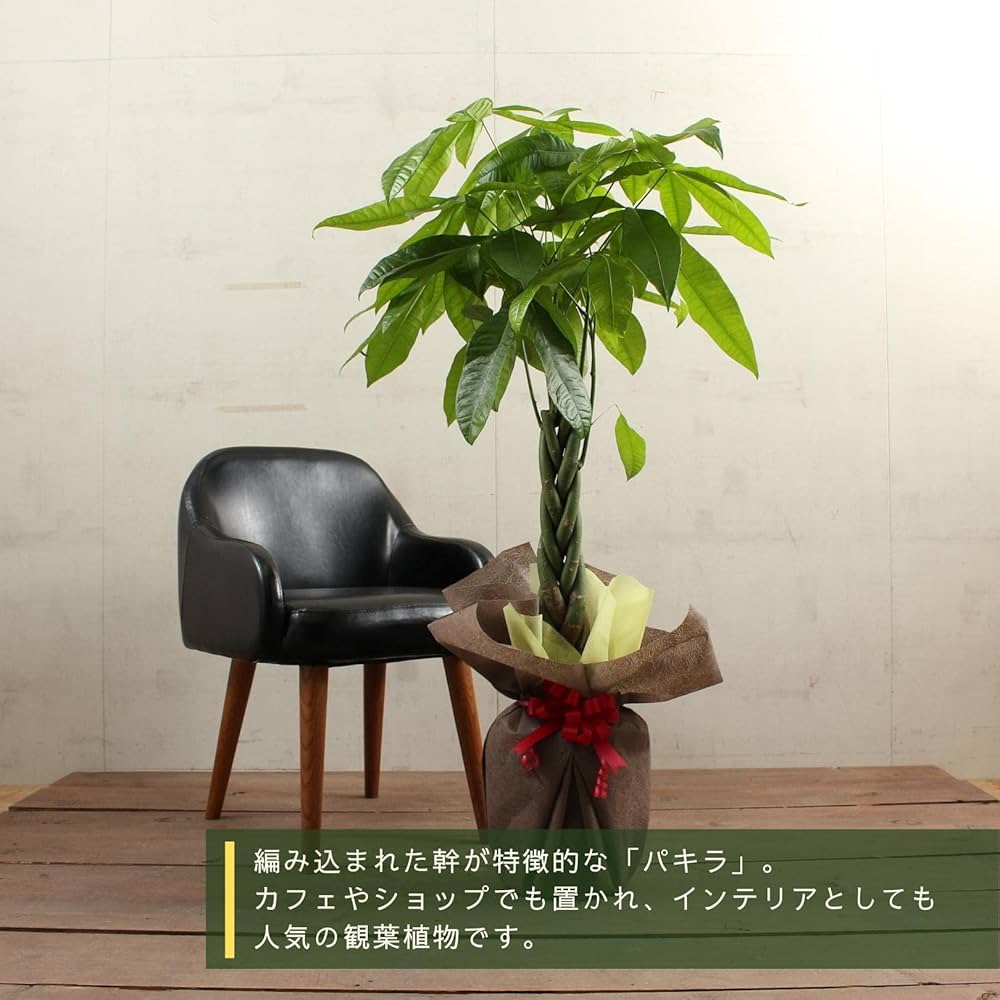 ぱきら（感謝） Amazon｜L-park パキラ 8号 ねじりパキラ 観葉植物 プレゼント