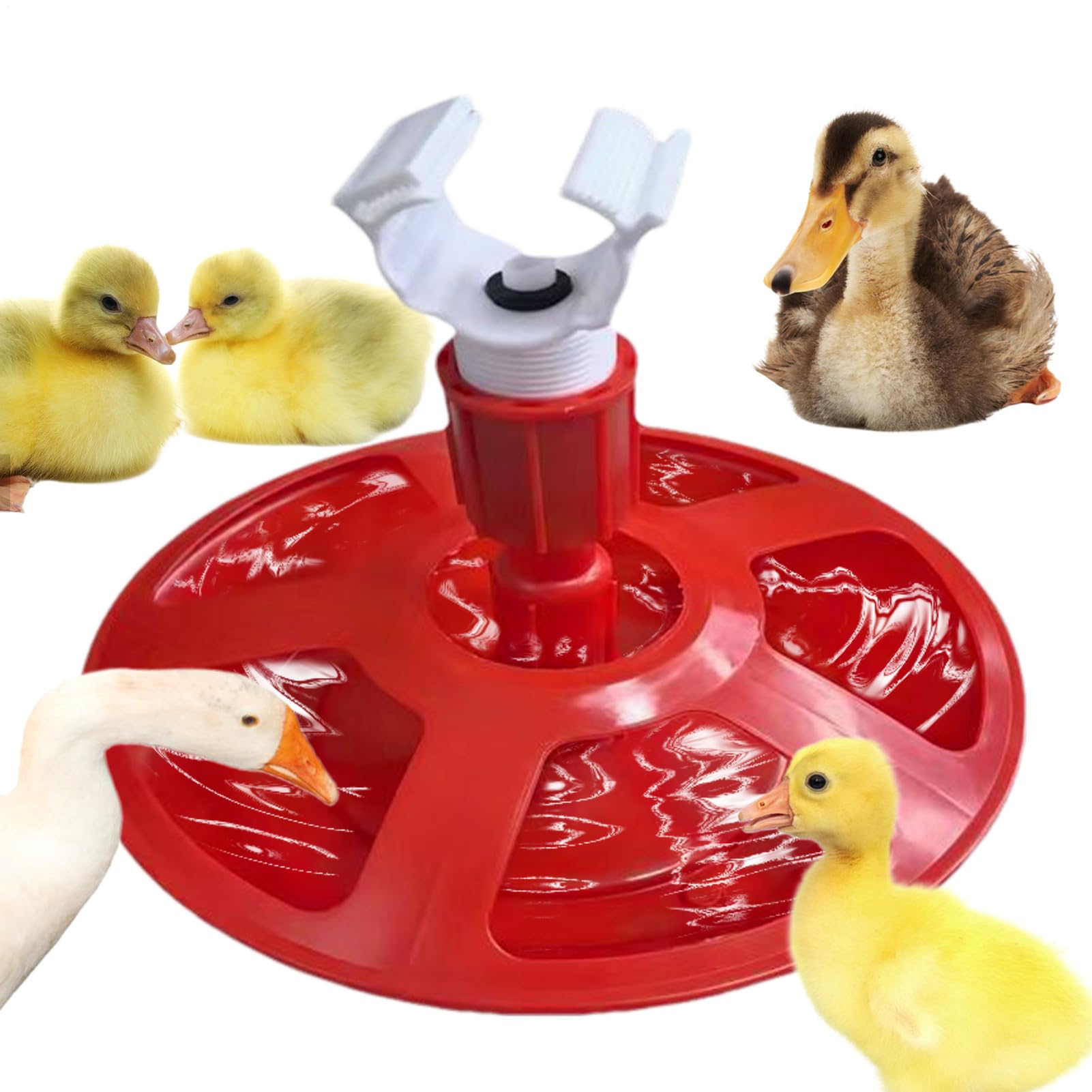 Abreuvoir automatique pour canards et cailles contre les fuites et la boue d'enclos