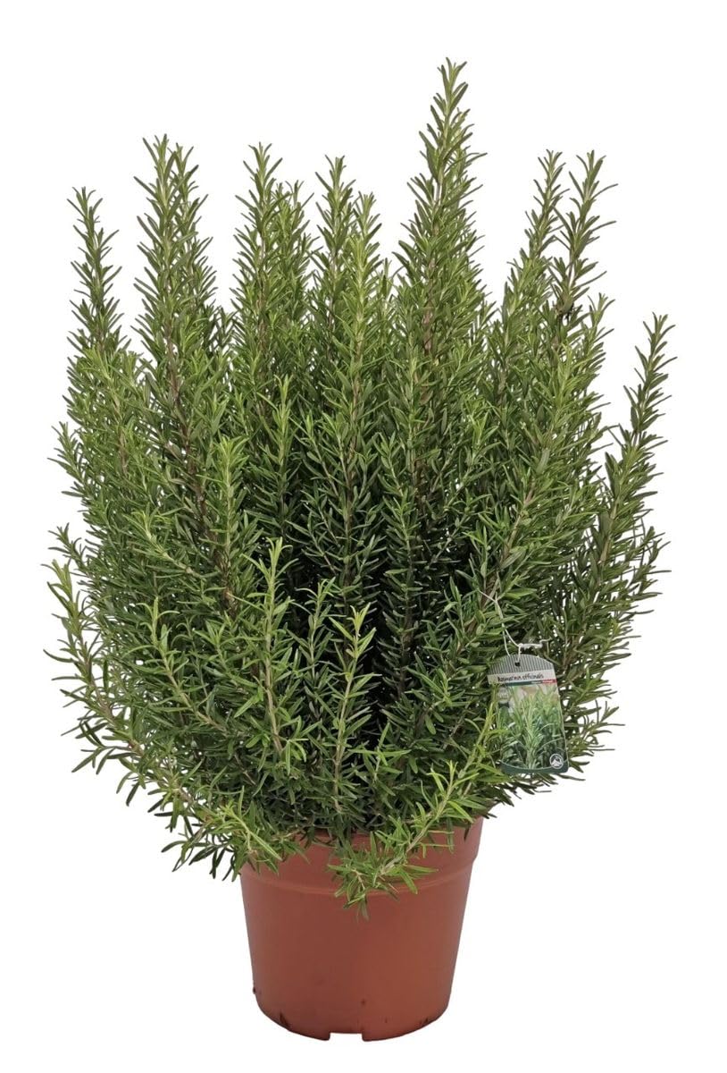 Rosmarino "Rosmarinus officinalis" pianta aromatica in vaso ø18 cm