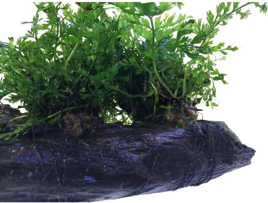 Bolbitis Difformis Baby Leaf Fern Live Aquatic Aquarium Plants on Driftwood for Freshwater Fish Tank by Greenpro