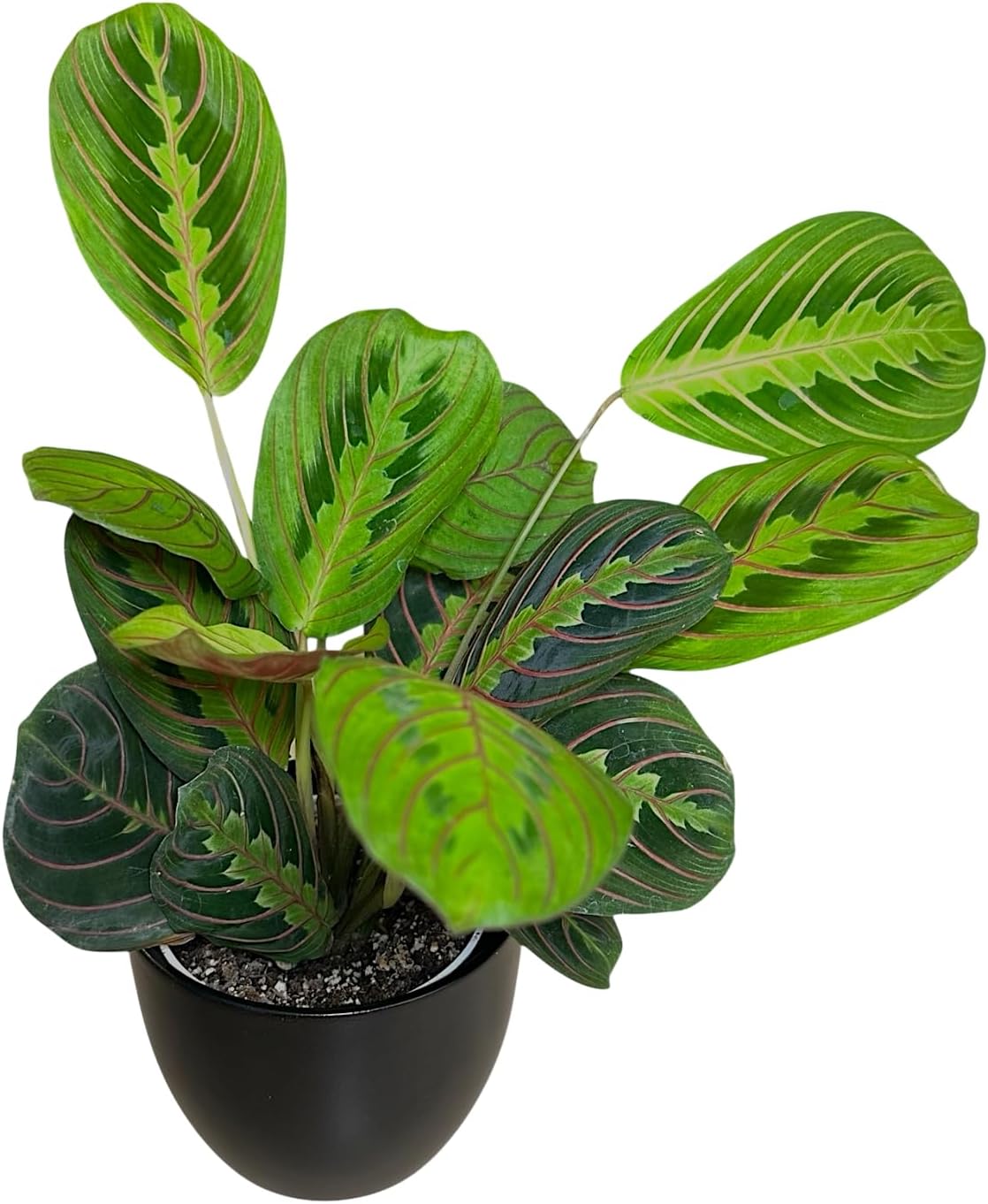 Live Plant, Red Maranta Prayer Plant, Pet Friendly, Air Purifying Plant, Easy Care, Easy to Grow Live Indoor Plant, Houseplant, Rare Indoor Plant, Home Décor 4.7 inch Pot (Black)