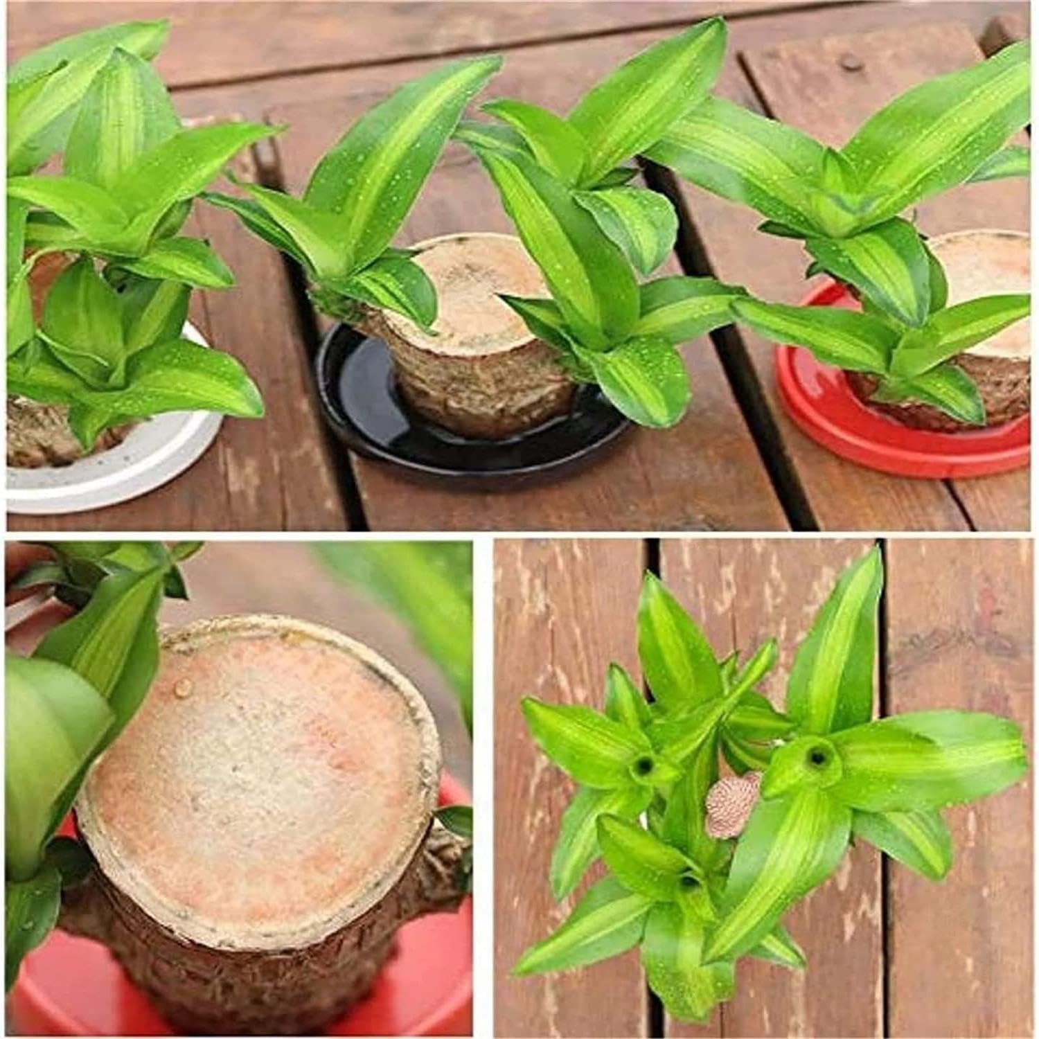 Mini madera de la suerte de Brasil, madera de bambú de la suerte con brotes mágicos, plantas de bambú de la suerte de interior para purificar el aire interior (1 pcs)