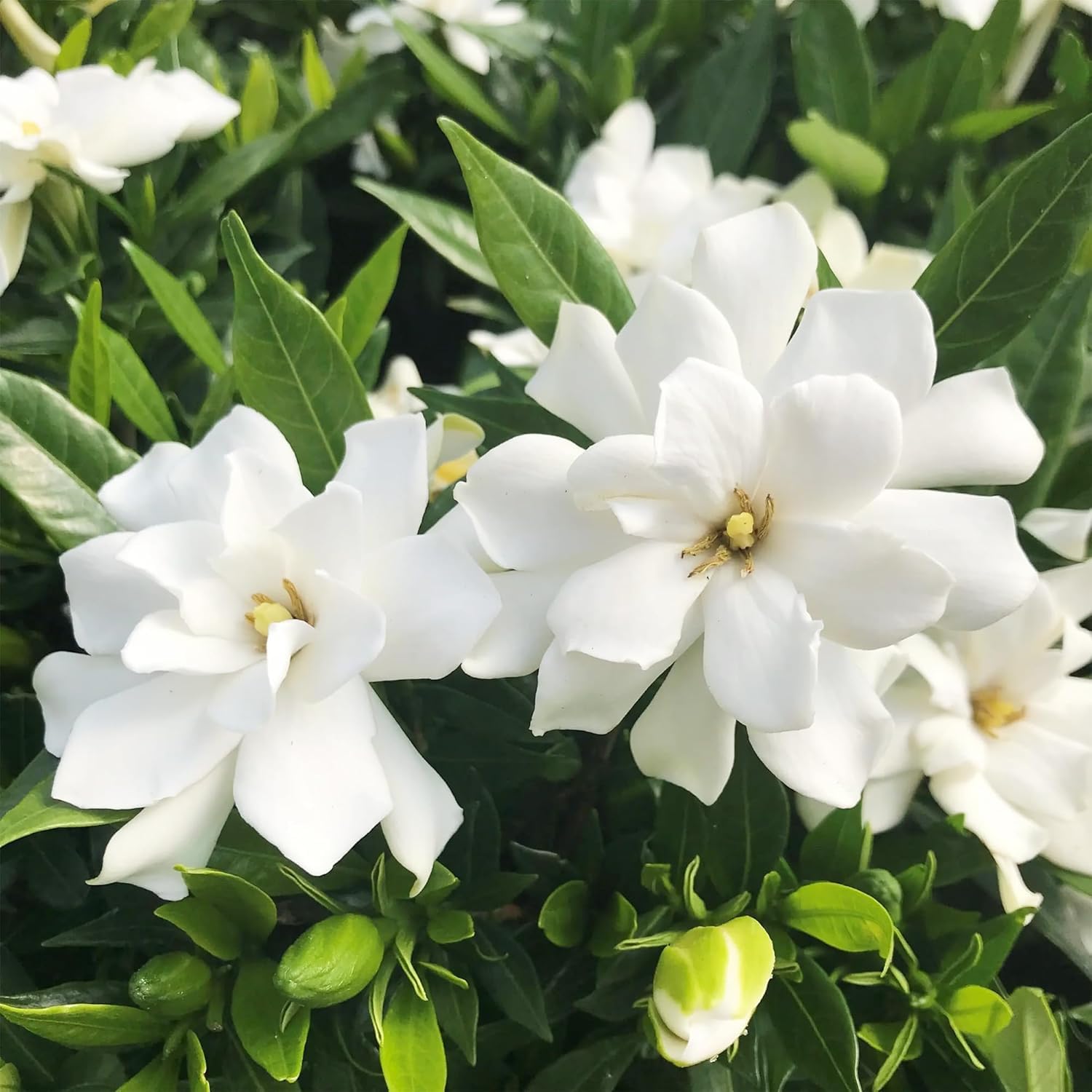 ガーディニア　 　　　　　ジャスミン 　　　　　ネルロ 　　　　　ウィスパー Amazon.com : 200+ Gardenia Flower Seeds for Planting Outdoors