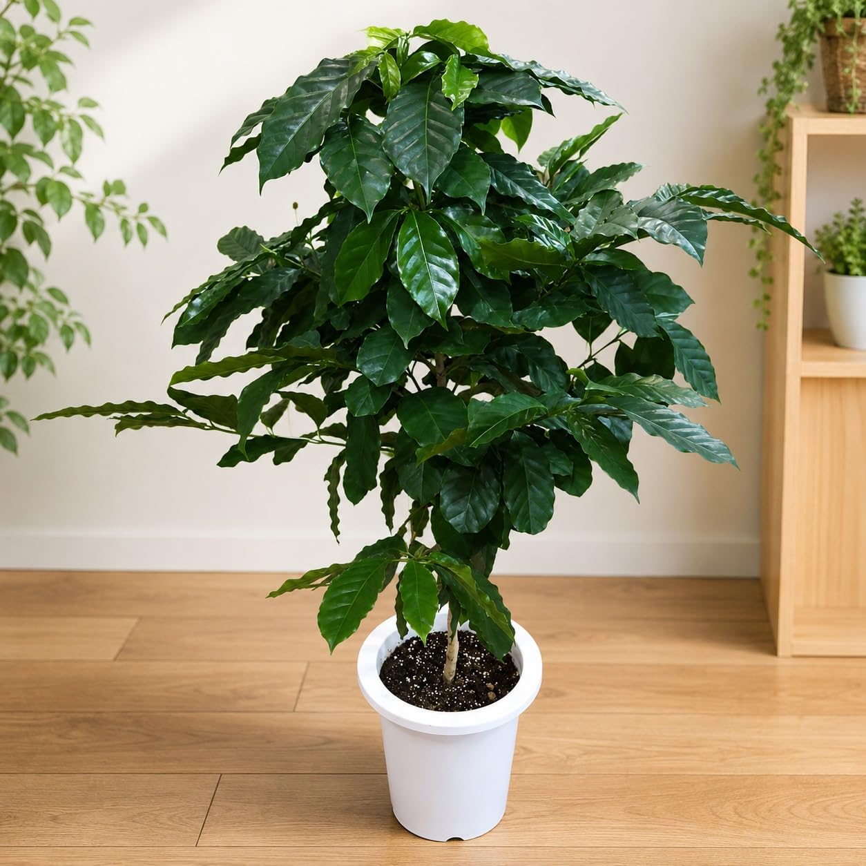 Amazon｜コーヒーの木 7号鉢室内に温もりを♪トロピカルな観葉植物で