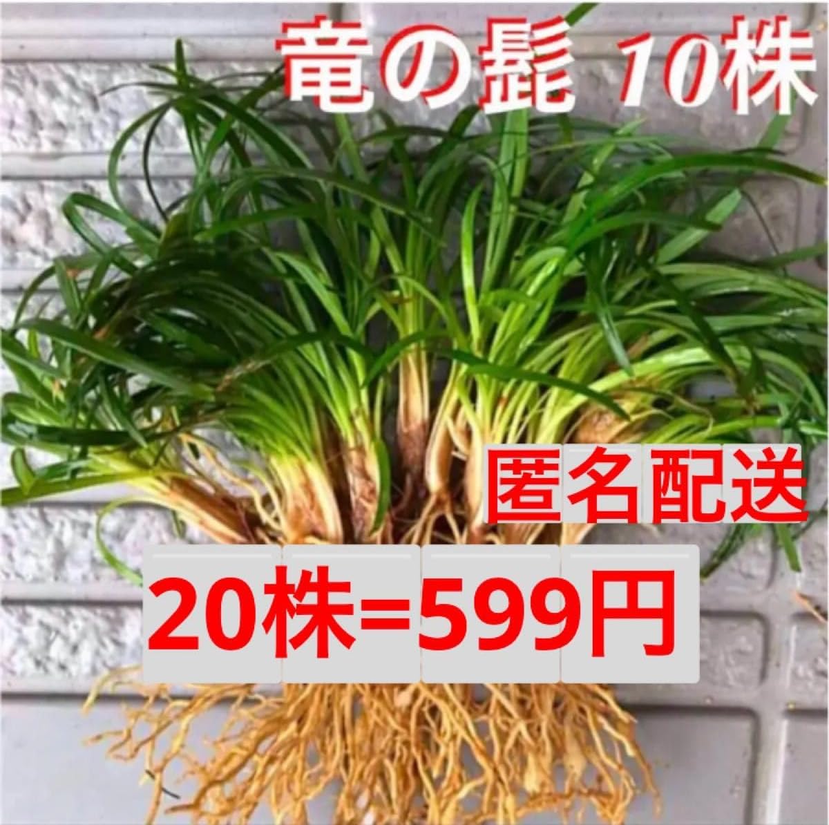 20% Increased • Excellent Root Dragon • Dragon Mustache • For Beginners • Small Amount •
