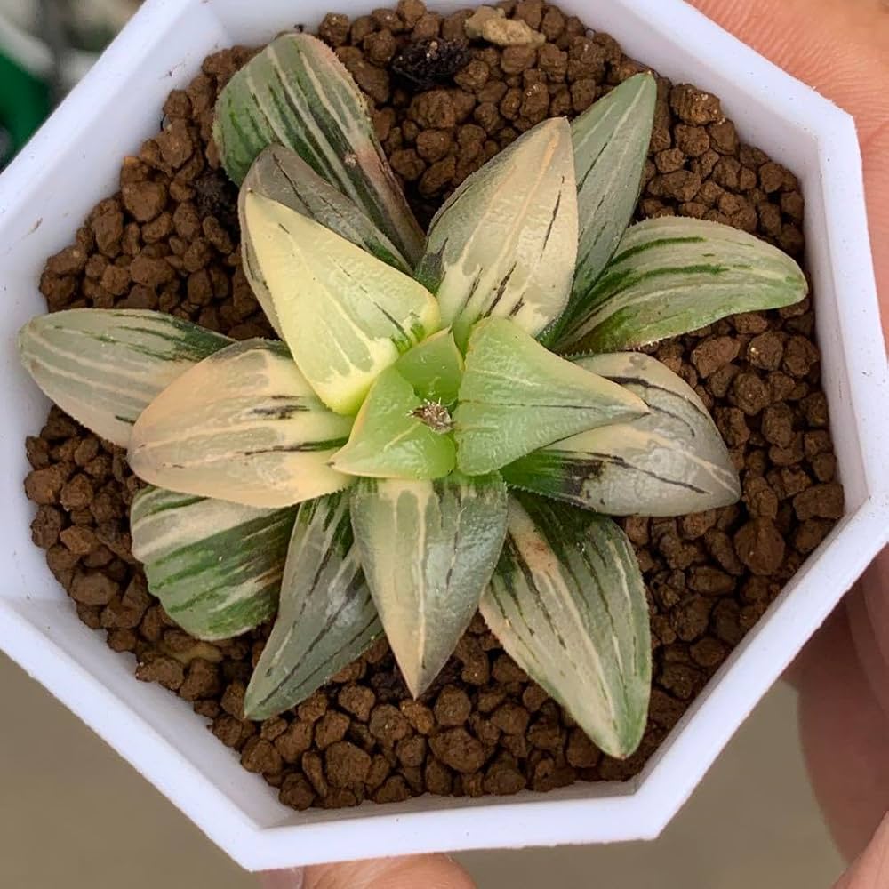 Amazon｜多肉植物 ハオルチア アトロフスカ錦｜観葉植物