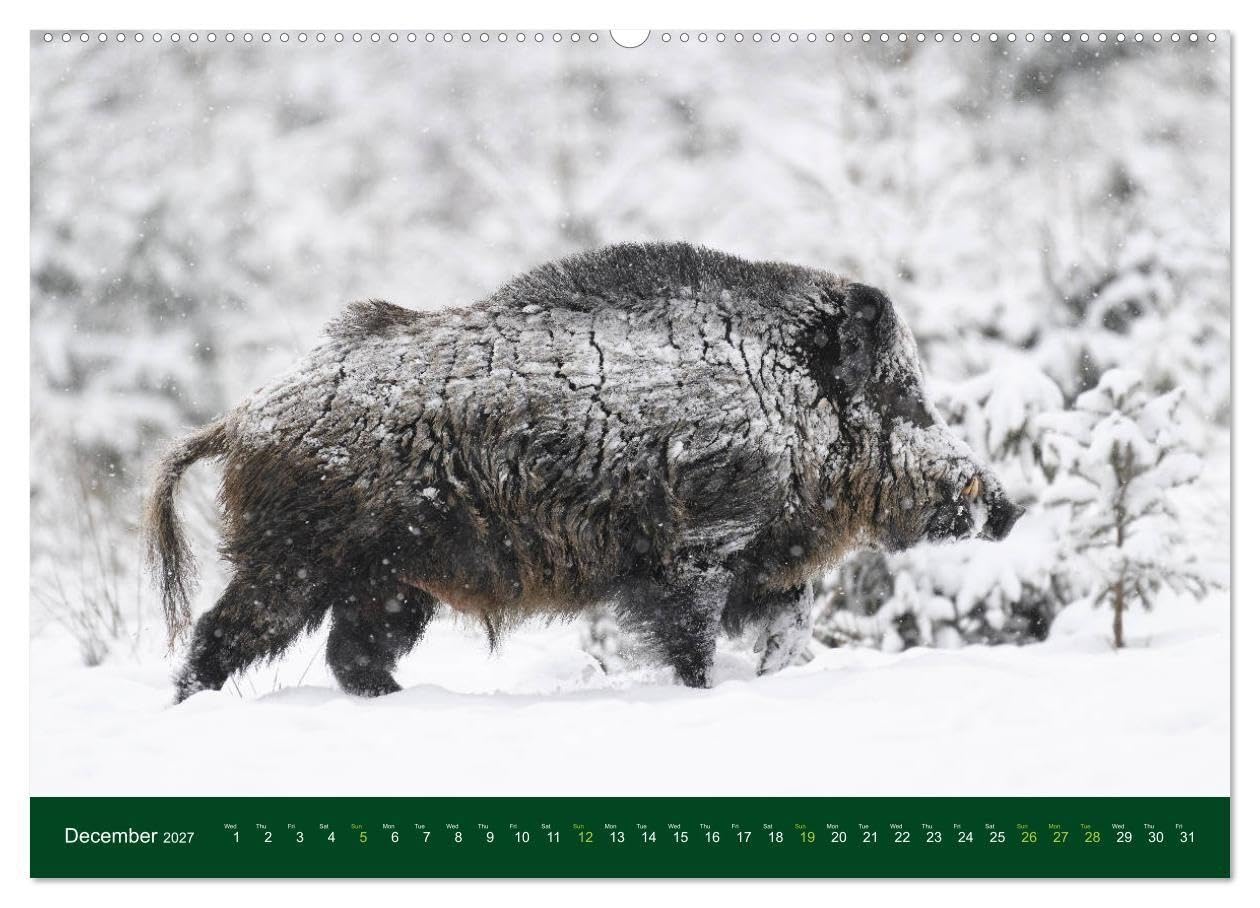 Wild Boars (Wall Calendar 2027 DIN A2 landscape), CALVENDO 12 Month Wall Calendar: An outstanding and memorable collection of wildlife pictures.