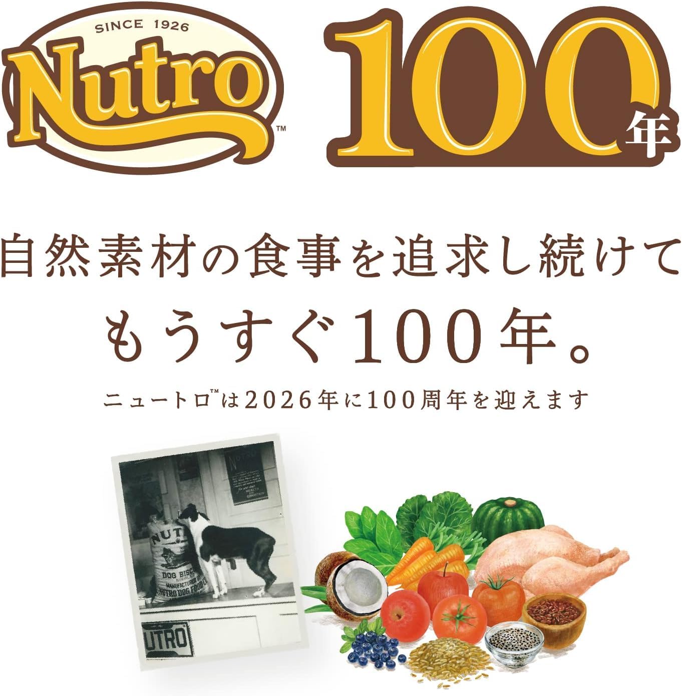子ねこ用 チキン&amp;サーモン 2kg ドライフード 総合栄養食 子猫用 キトン 仔猫用 妊娠期・授乳期用 キャットフード 猫