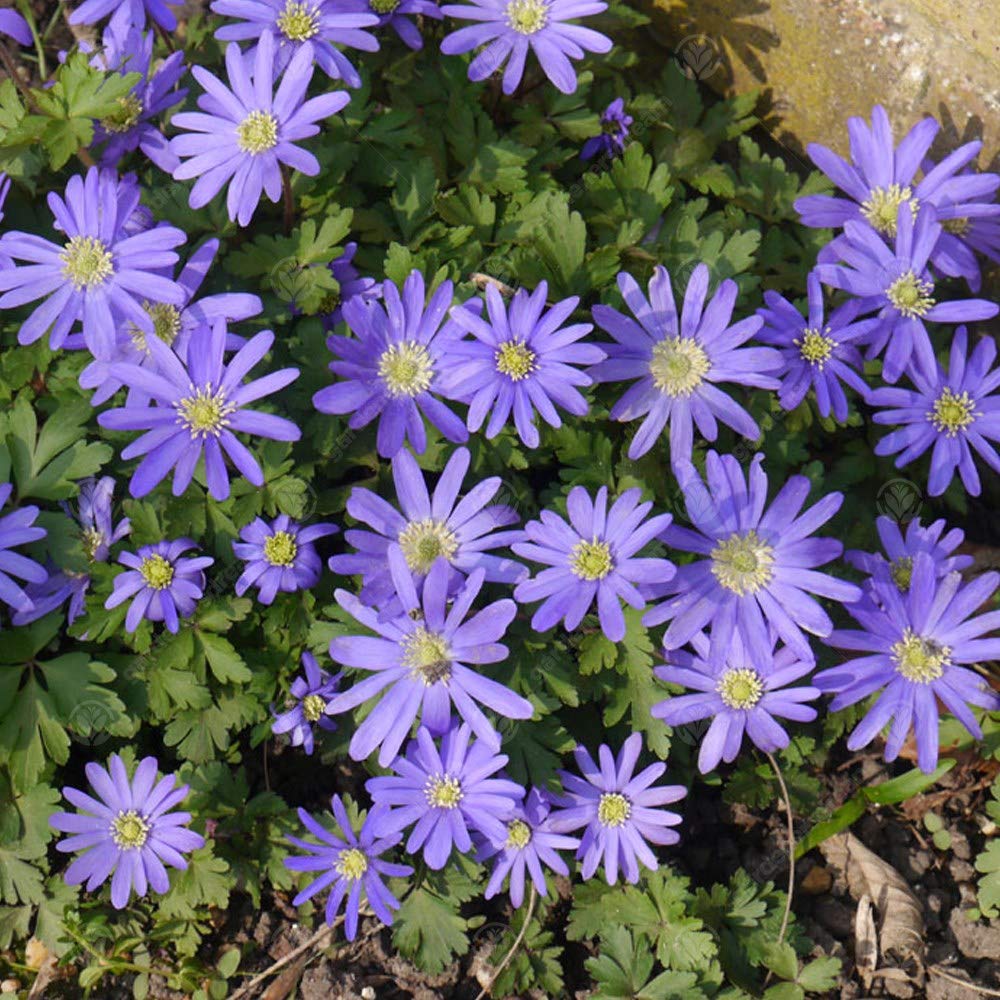 Baltus 'Anemone Blanda' bulbes à floraison printanière - Bleu Baltus 'Anemone Blanda' bulbes à floraison printanière - Bleu