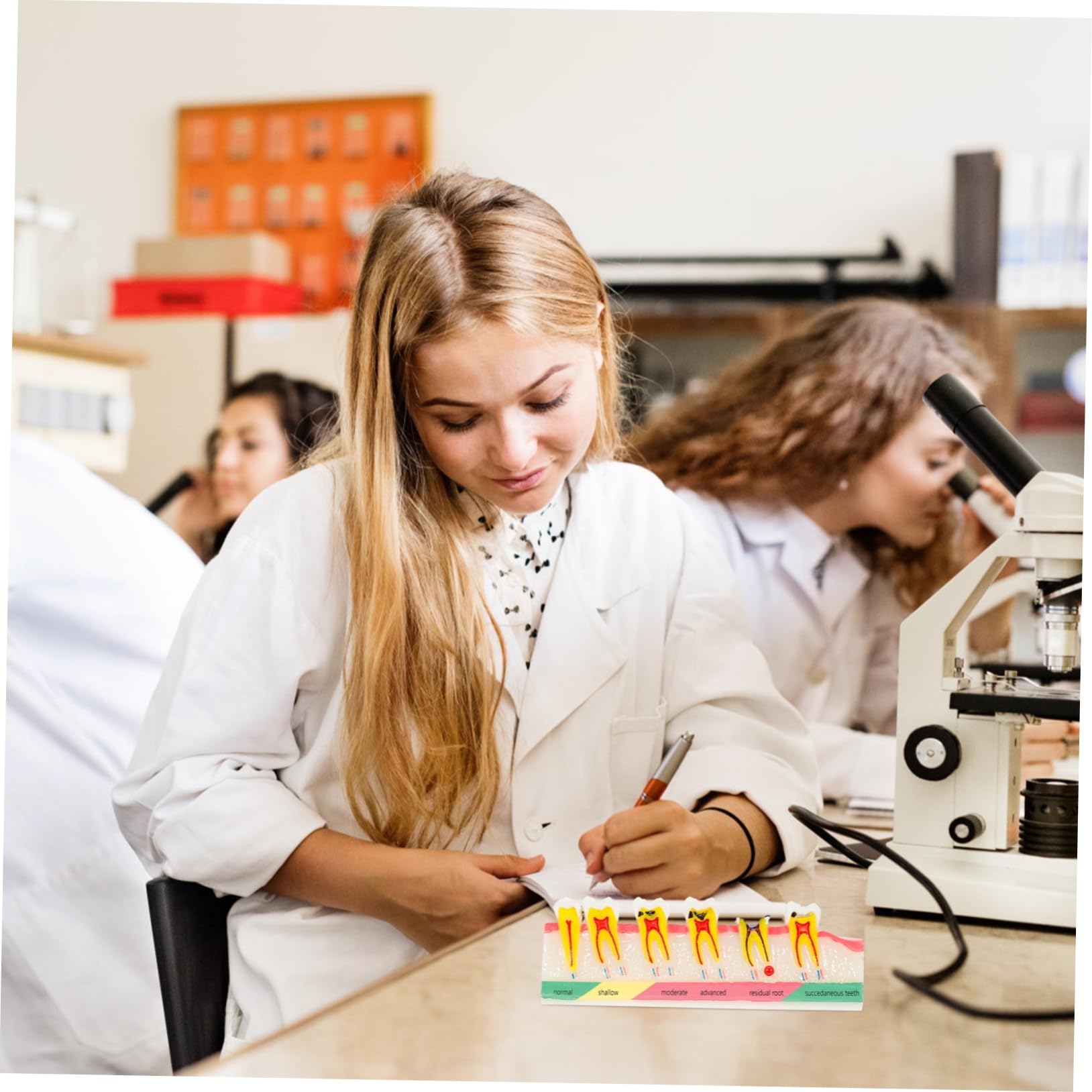 OUNONA Modello Dentale Portatile in Resina per Educazione Orale Aspetto Creativo e Leggero per Scienze e Didattica Dentale