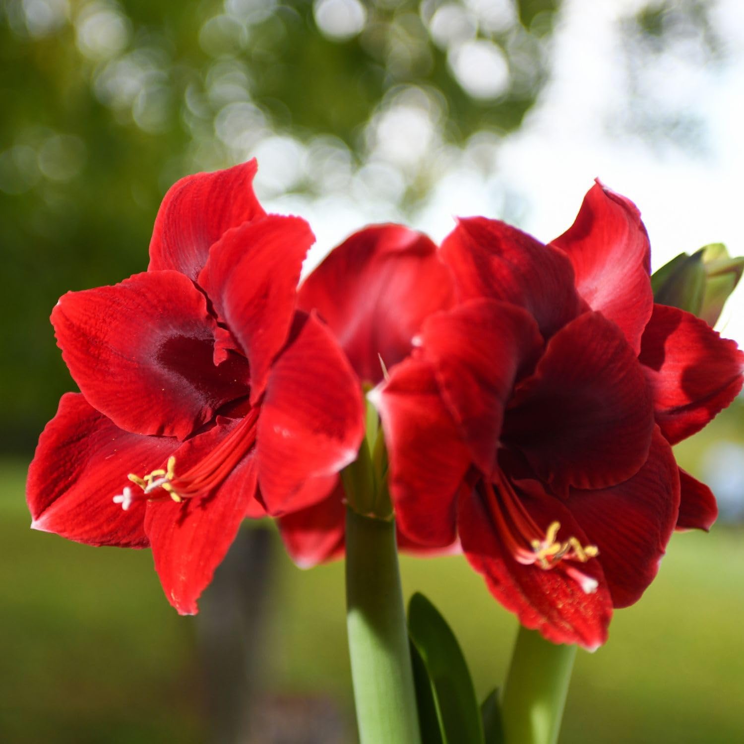 Bloomaker® 10 Pack 'Anne Seaton' Amaryllis Bulbs, to Plant in Soil, Deep Velvet Red Blooms, Easy Planting and Easy Growing, Flower Bulbs for Home or Garden, Beautiful Blooms, Stunning Floral Display…
