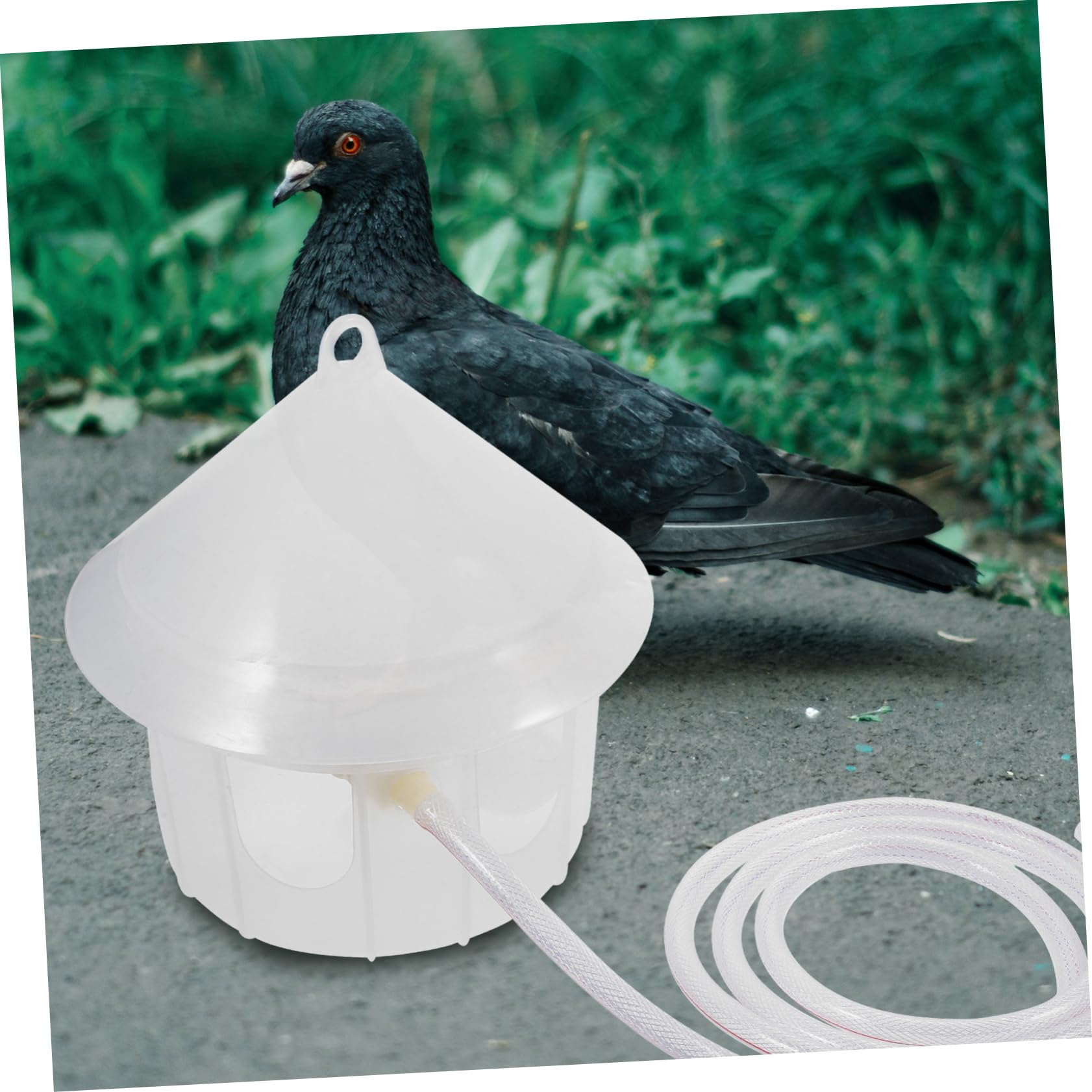 Abreuvoir Automatique en Plastique pour Pigeons, Fixation la Cage