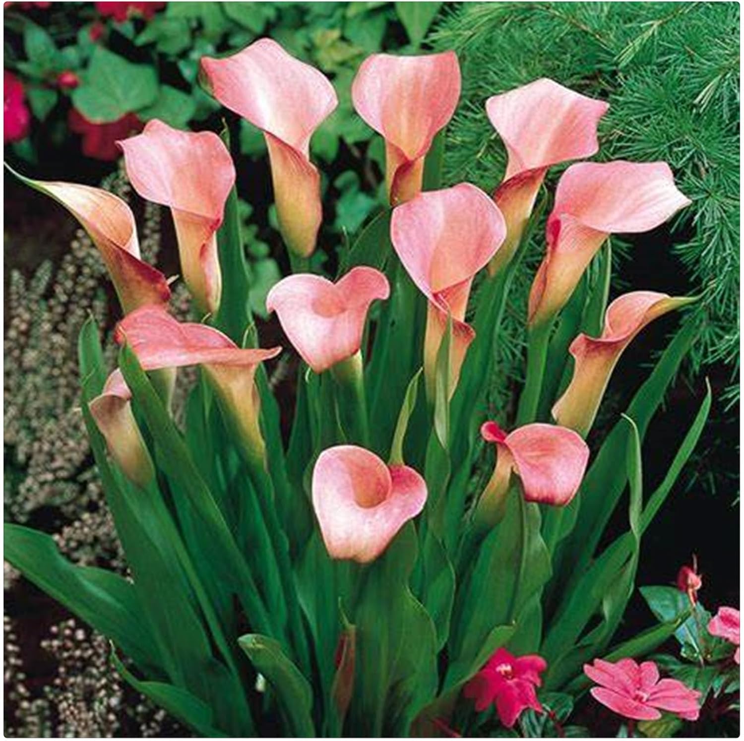 Calla Lily Bulbs Mix,Calla Lily Bulbs Bulk,Calla Lilies