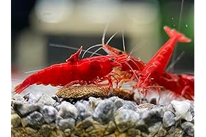 Las Vegas Exotic Fish Cardinal Tetra Live Tropical Fish