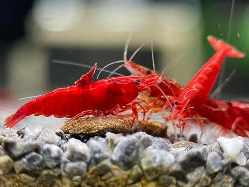 Las Vegas Exotic Fish 20 High Grade Fire Red Cherry Shrimp Live Freshwater Aquarium + Free Plant