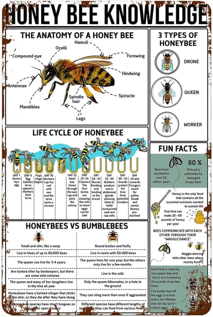 QARIDO Vintage Metal Tin Signs Honey Bee Knowledge Metal Sign Home Decor Study Guide For Beekeeper Poster Farm Room Shop Club Wall Decoration Plaque 8x12 Inch, White