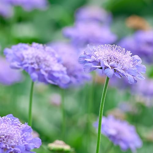 Clovers Garden Scabiosa - Plantas de color azul mariposa (alfiler), dos (2) plantas vivas, sin OMG, sin semillas, cada una de 4 a 8 pulgadas de
