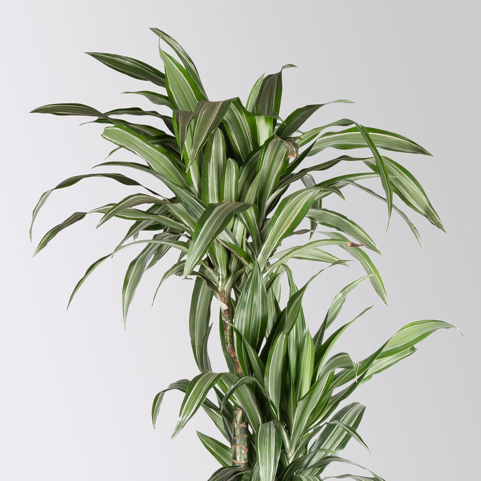 Duftender Drachenbaum 'Ulises', Topf- 27 cm, Hhe ca. 170 cm : Amazon.de:  Garten