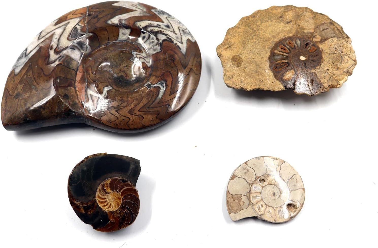 Ammonite, Nautilus & Goniatite Fossil Lot (6 Pieces) -17029