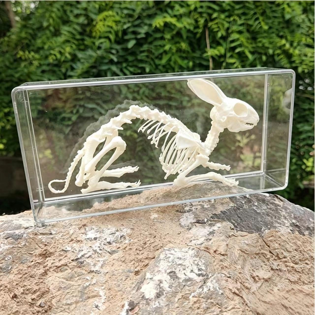 Próbka pełnego szkieletu zwierzęcia, model anatomiczny próbki biologicznej