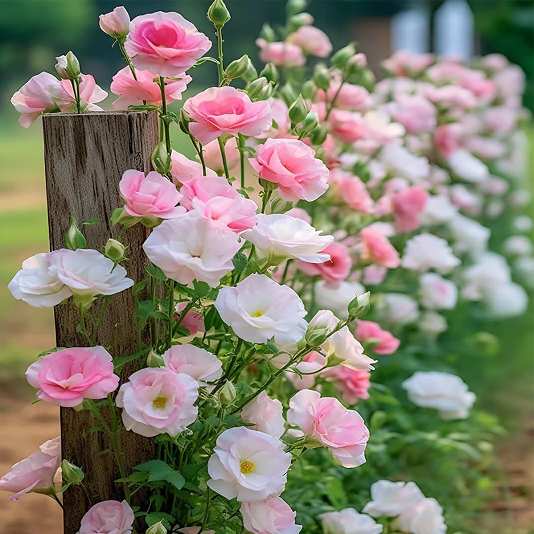 300 szt. Samen Eustoma, Eustoma Grandiflorum Samen, Mischung Eustoma Samen, Bunt Eustoma Samen, Geeignet Zum Pflanzen w Garten und Balkon