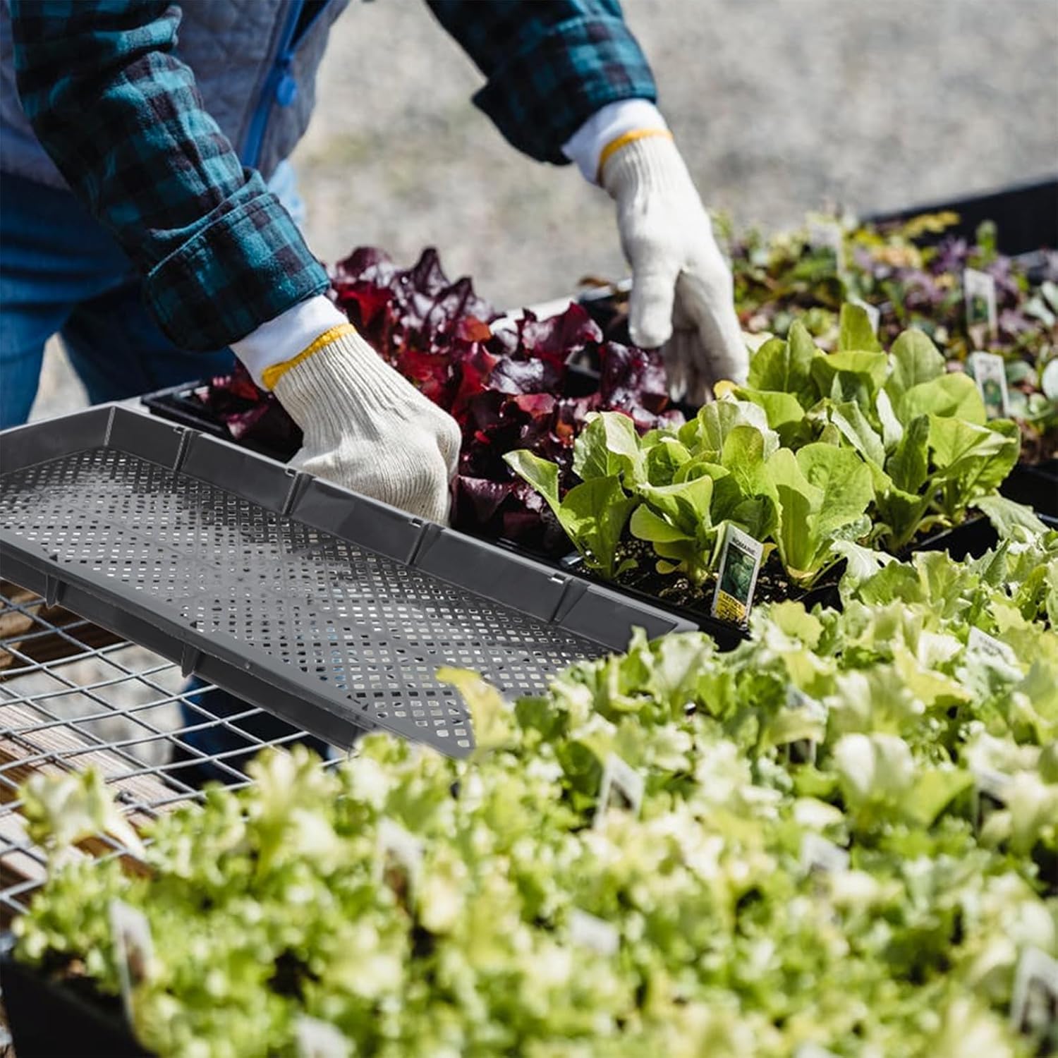 3pcs Germination Trays Nursery Growing Planting Trays 56x24x3.2cm Black Soilless Cultivation Plates for Home Gardening and Greenhouse Seed Starting