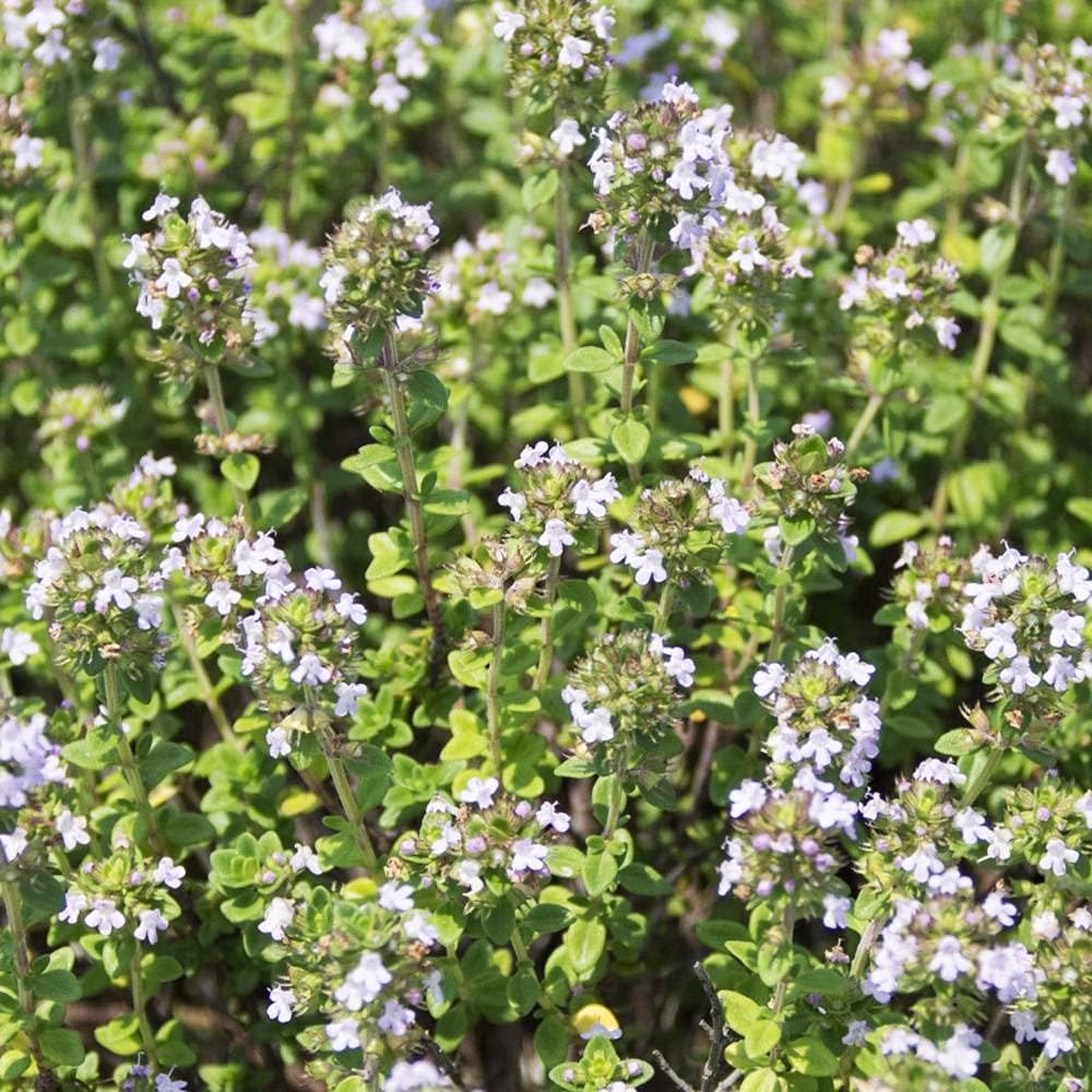 ハーブ 苗 高品質 レモンタイム 立性 3号ポット苗 ハーブ 苗 高品質 レモンタイム 立性 3号ポット苗