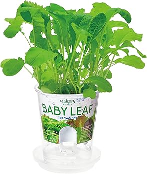 ベイビーリーフ Amazon｜聖新陶芸 家庭菜園 簡単 栽培キット ベビーリーフミックス