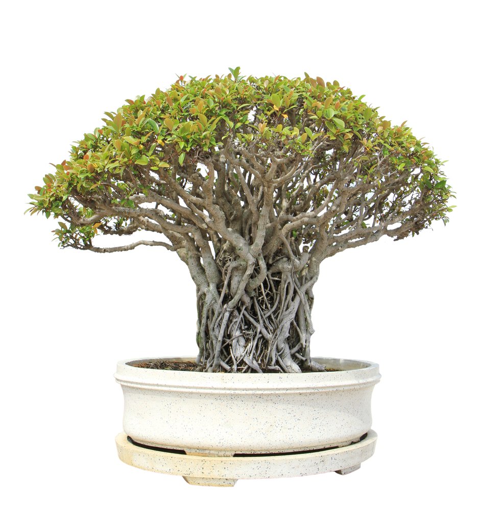 Buddha Baum 20 Samen - Pappel Feige, Ficus Religiosa - Bonsai : Amazon.de:  Garten