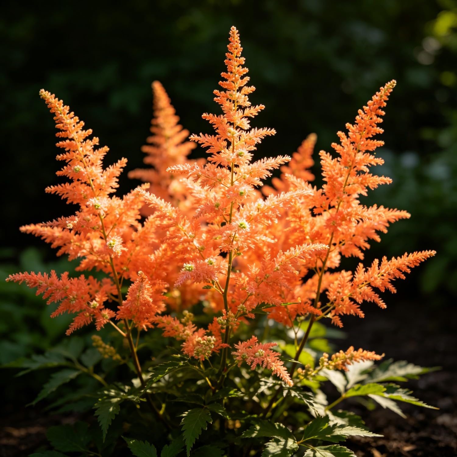 Mix Astilbe Seed-Hardy,Perennial herb,Excellent Display Indoor,Garden