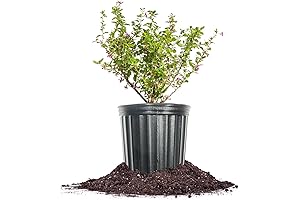 Thriving Goji Berry Bush: An Antioxidant Powerhouse for Your Garden