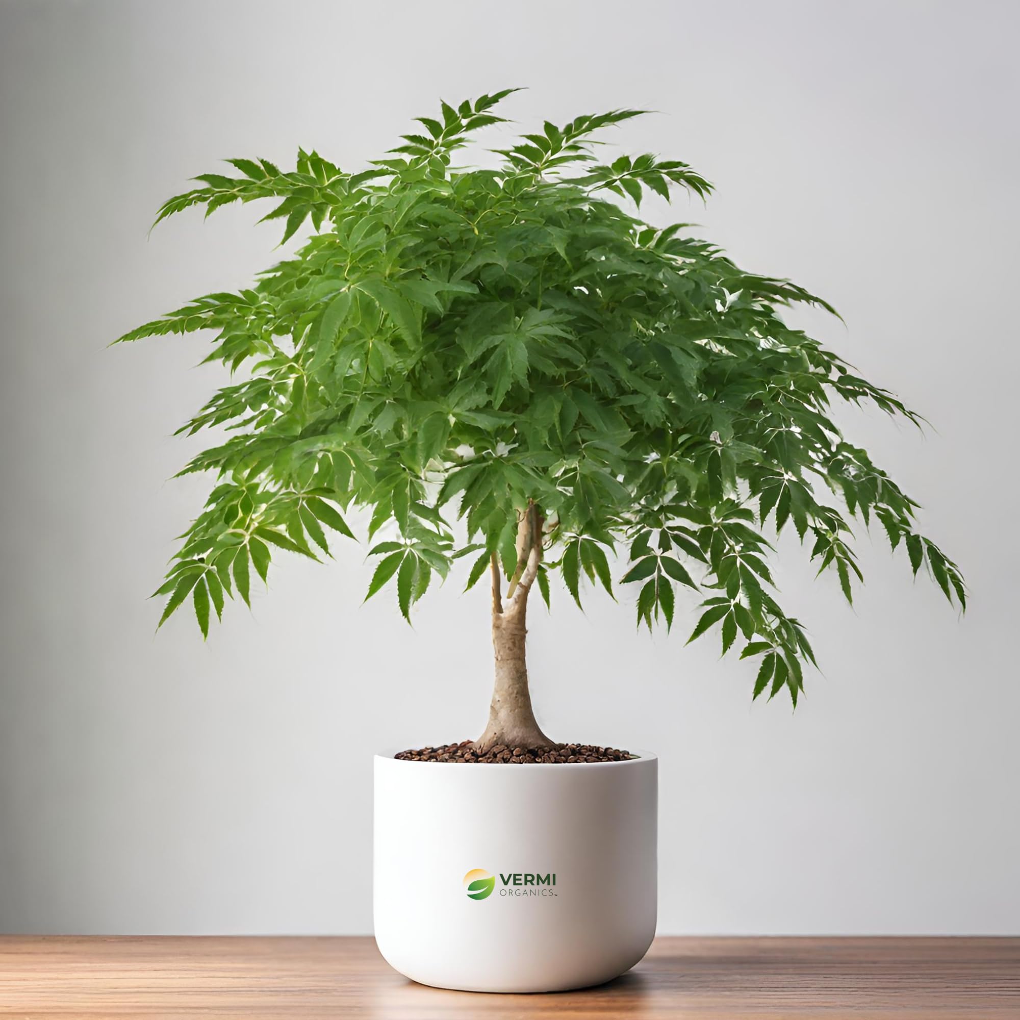 Neem Tree, Azadirachta indica - Plant (B0D41YWTPH) Amazon Price History, Amazon Price Tracker